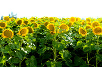 Sunflower Fields - DIXON